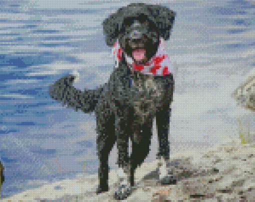 Aesthetic Portuguese Water Dog Diamond Paintings