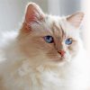 Aesthetic Birman Cat Diamond Paintings