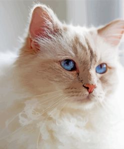 Aesthetic Birman Cat Diamond Paintings