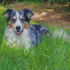 Aesthetic Blue Merle Dog Diamond Paintings