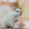 Albino Squirrels Diamond Paintings