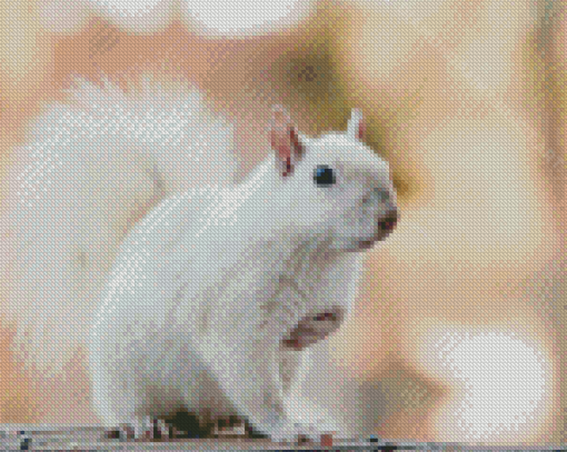 Albino Squirrels Diamond Paintings