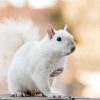 Albino Squirrels Diamond Paintings