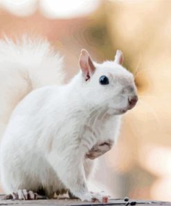 Albino Squirrels Diamond Paintings