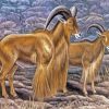 Aoudad Sheeps Art Diamond Paintings