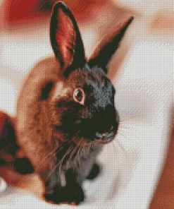 Black Bunny Animal Diamond Paintings