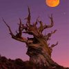 Bristlecone Pine Tree With Fall Moon Diamond Paintings