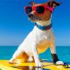 Cool Beach Dog Diamond Paintings