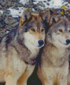 Cool Wolf Couple Diamond Paintings