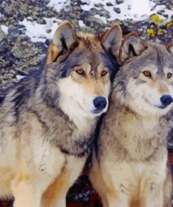 Cool Wolf Couple Diamond Paintings