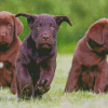 Cool Chocolate Labs Diamond Paintings