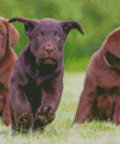 Cool Chocolate Labs Diamond Paintings