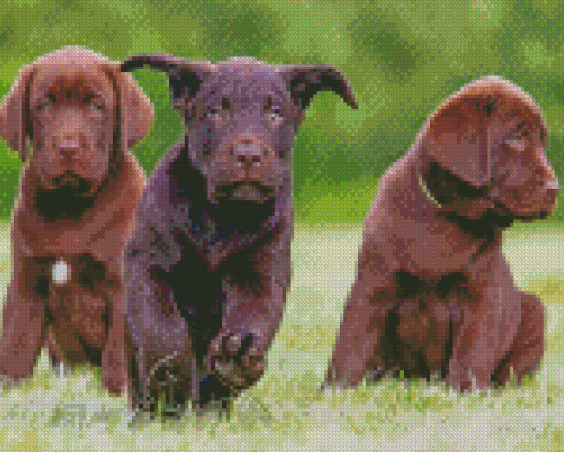 Cool Chocolate Labs Diamond Paintings