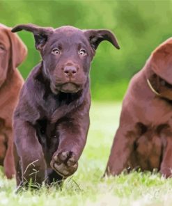 Cool Chocolate Labs Diamond Paintings