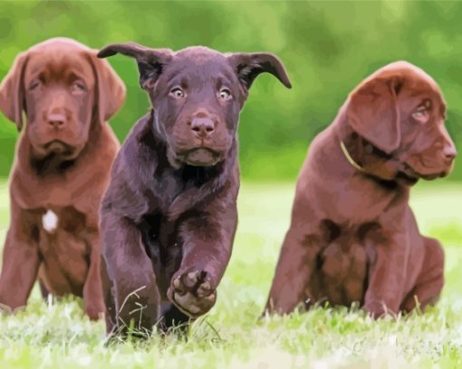 Cool Chocolate Labs Diamond Paintings