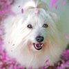 Cute White Cotton Tulear Dog Diamond Paintings