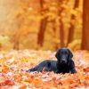 Flat Coated Retriever Fall Leaves Diamond Paintings