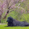 Flat Coated Retriever Sitting Diamond Paintings