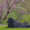 Flat Coated Retriever Sitting Diamond Paintings