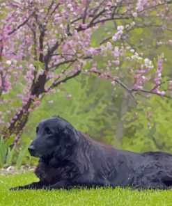 Flat Coated Retriever Sitting Diamond Paintings