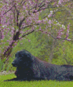 Flat Coated Retriever Sitting Diamond Paintings