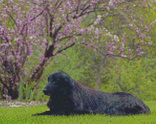 Flat Coated Retriever Sitting Diamond Paintings