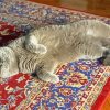 Grey Cat On Persian Rug Diamond Paintings