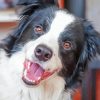 Happy Welsh Sheepdog Diamond Paintings