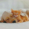 Sleeping Beige Dog And Cat Diamond Paintings