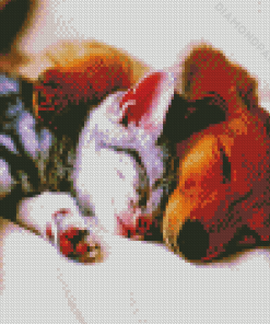 Sleeping Brown Dog And Grey Cat Diamond Paintings