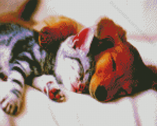 Sleeping Brown Dog And Grey Cat Diamond Paintings