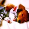 Sleeping Brown Dog And Grey Cat Diamond Paintings