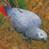 African Gray Parrot Diamond Paintings