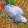 African Gray Parrot Diamond Paintings