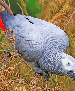 African Gray Parrot Diamond Paintings