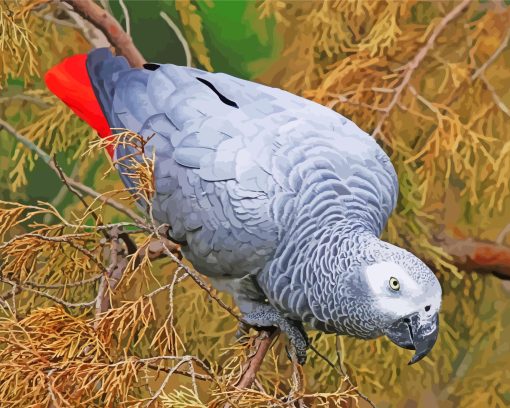 African Gray Parrot Diamond Paintings