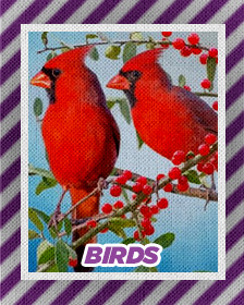 Birds