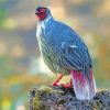 Black Blood Pheasant Bird Diamond Paintings