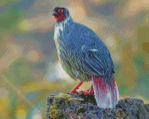 Black Blood Pheasant Bird Diamond Paintings