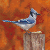 Blue Jay Bird Diamond Paintings