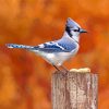 Blue Jay Bird Diamond Paintings