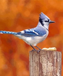 Blue Jay Bird Diamond Paintings