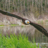 Eagle On The River Diamond Paintings