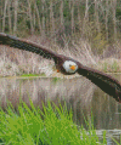 Eagle On The River Diamond Paintings