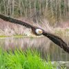 Eagle On The River Diamond Paintings