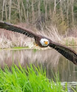 Eagle On The River Diamond Paintings