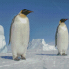 Emperor Penguin In Snow Diamond Paintings