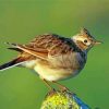 Eurasian Skylark Bird Diamond Paintings