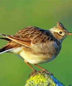 Eurasian Skylark Bird Diamond Paintings