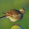 Eurasian Skylark Bird Diamond Paintings